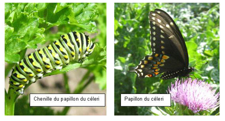 Papillons: Métamorphose complète